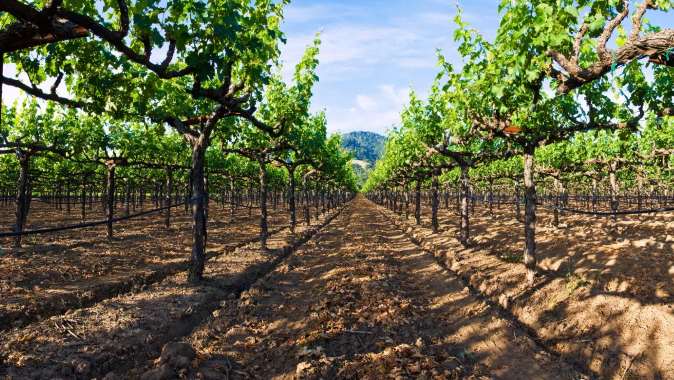 Collection of The Instagram Guide to Sonoma, California in a gallery layout